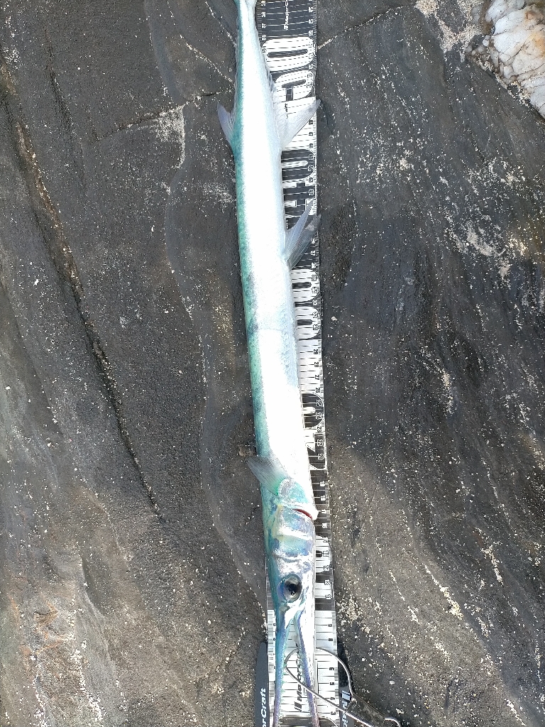 沖縄 スプーンで釣り