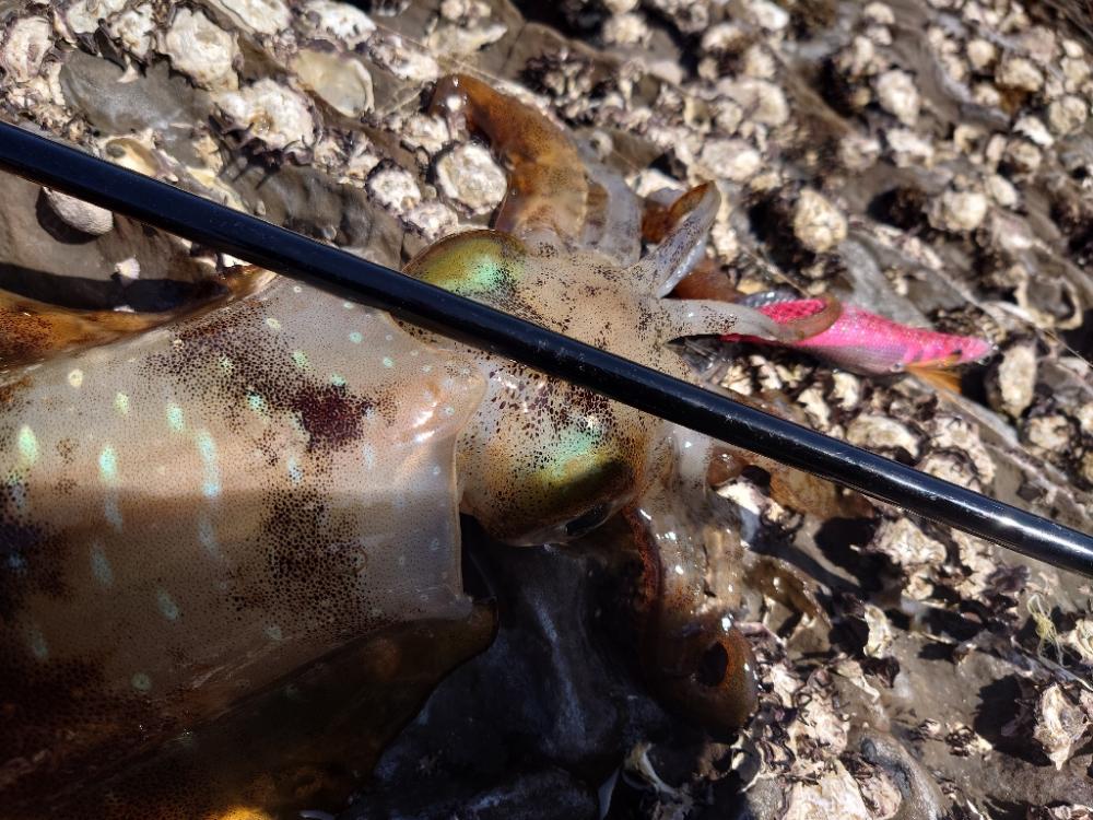 激渋エギングIN対馬