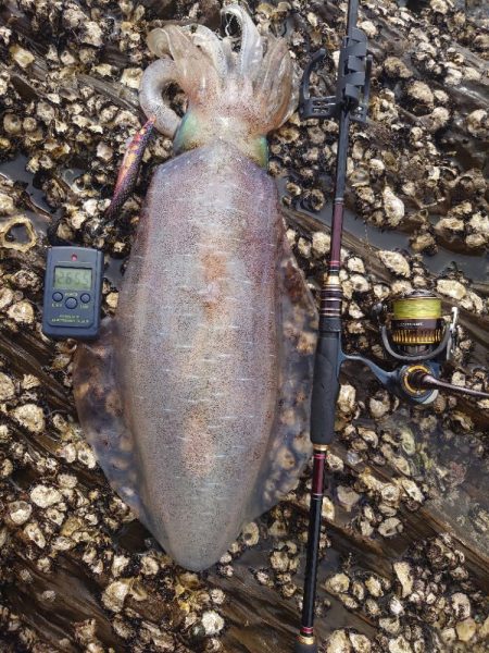 春爆エギングIN対馬