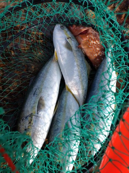 キジハタ1匹！フクラギ4匹！（お）