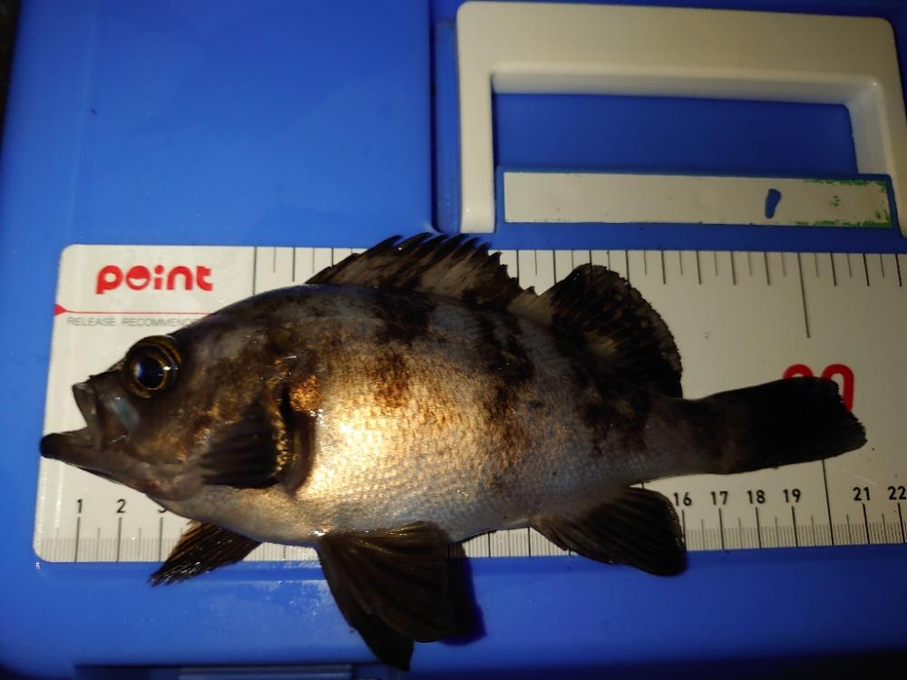 須磨連敗脱出🎣