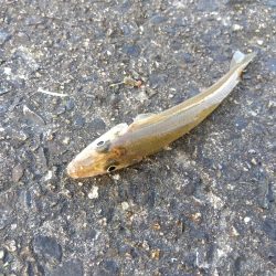 苅屋海岸のキス釣り