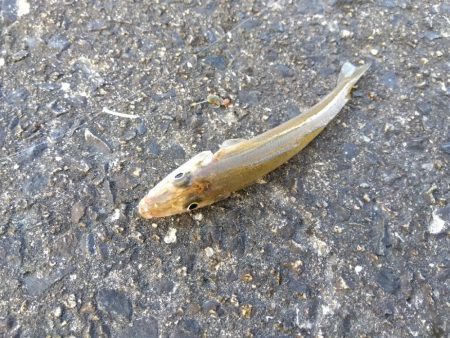 苅屋海岸のキス釣り