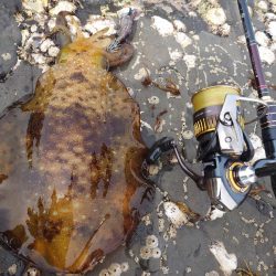 数釣りエギングIN対馬