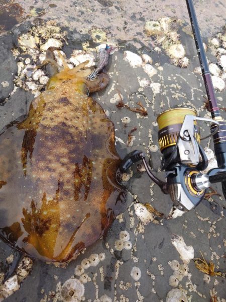 数釣りエギングIN対馬