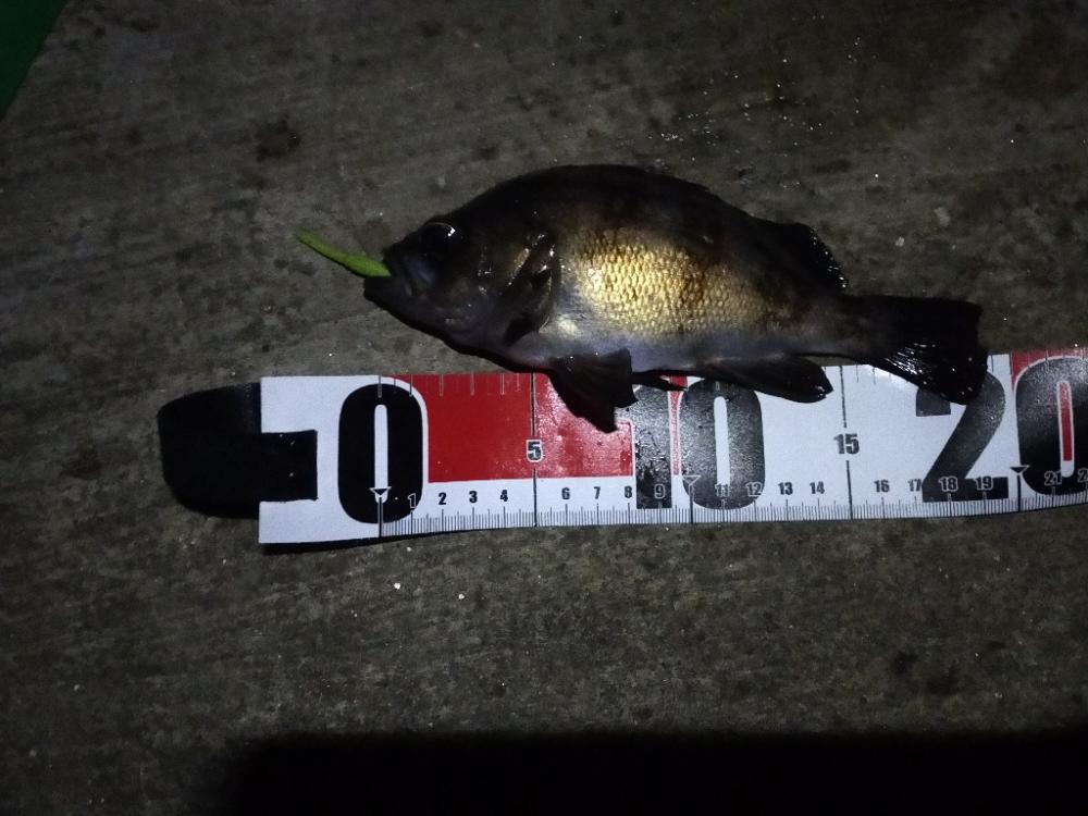 アオリイカを狙いだったんだけど