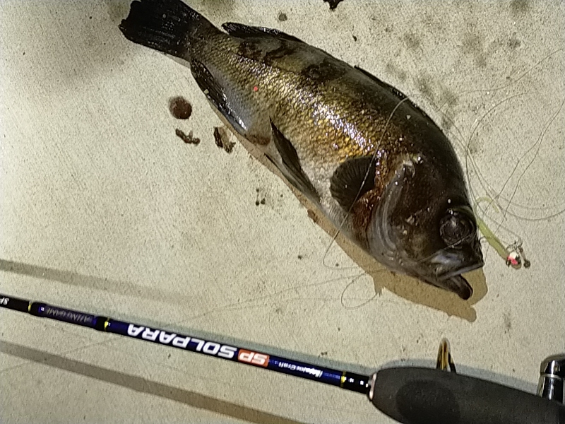 根魚だけは好調