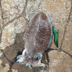 短時間コウイカ