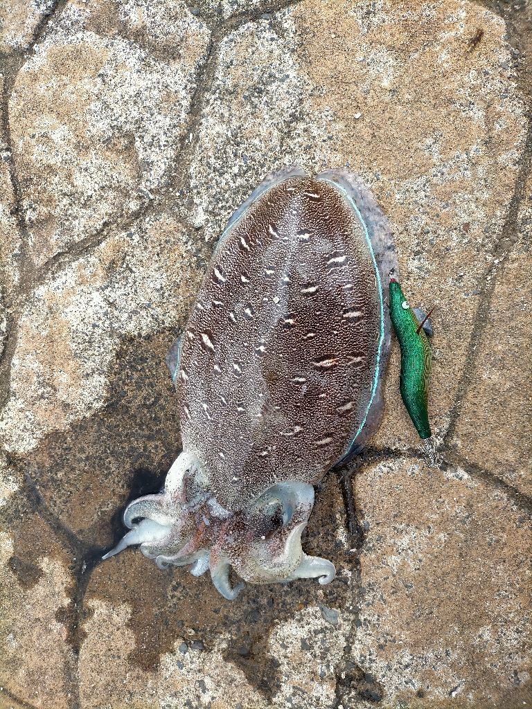 短時間コウイカ