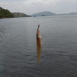 キス釣り～本番？