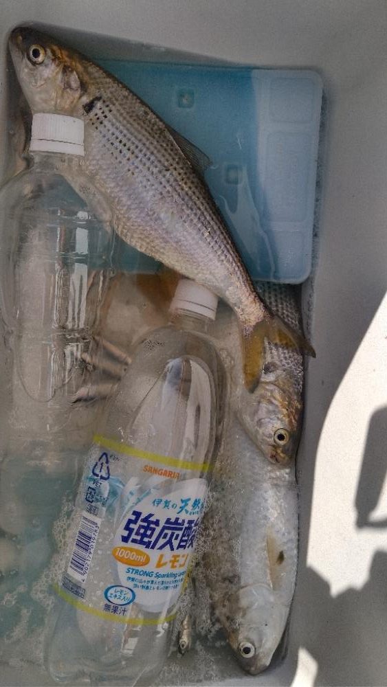 ファミリーフィッシング