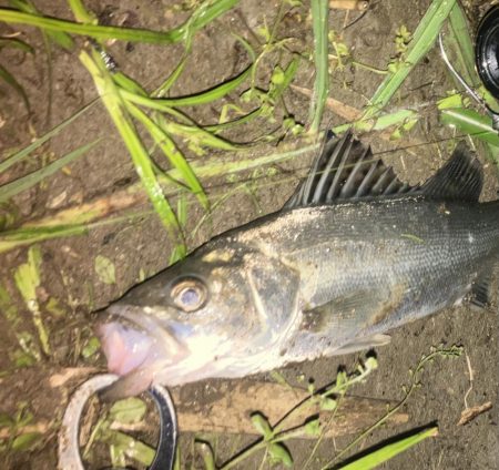 ががっときました