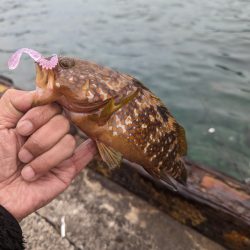 陸っぱり釣行記