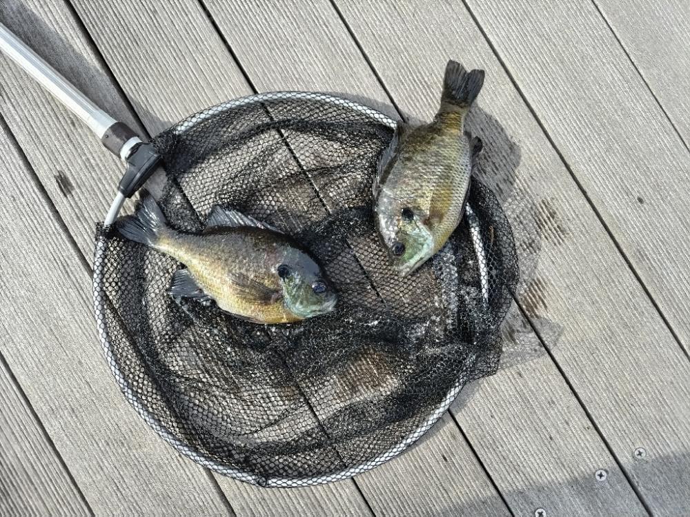 1年ぶりのブラックバス!