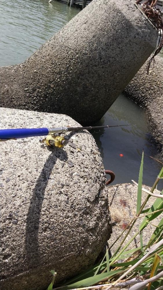 手長エビ～まだ居ない？