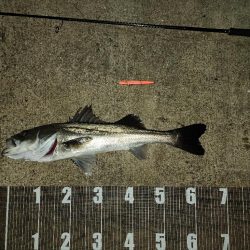 バチ抜け12戦目 爆風(>_<…