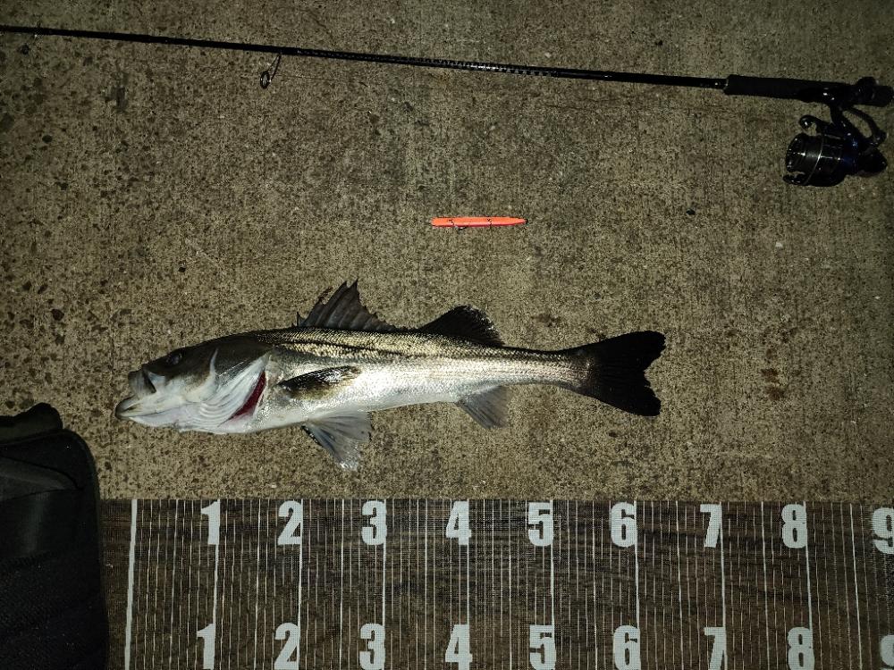 バチ抜け12戦目 爆風(>_<)