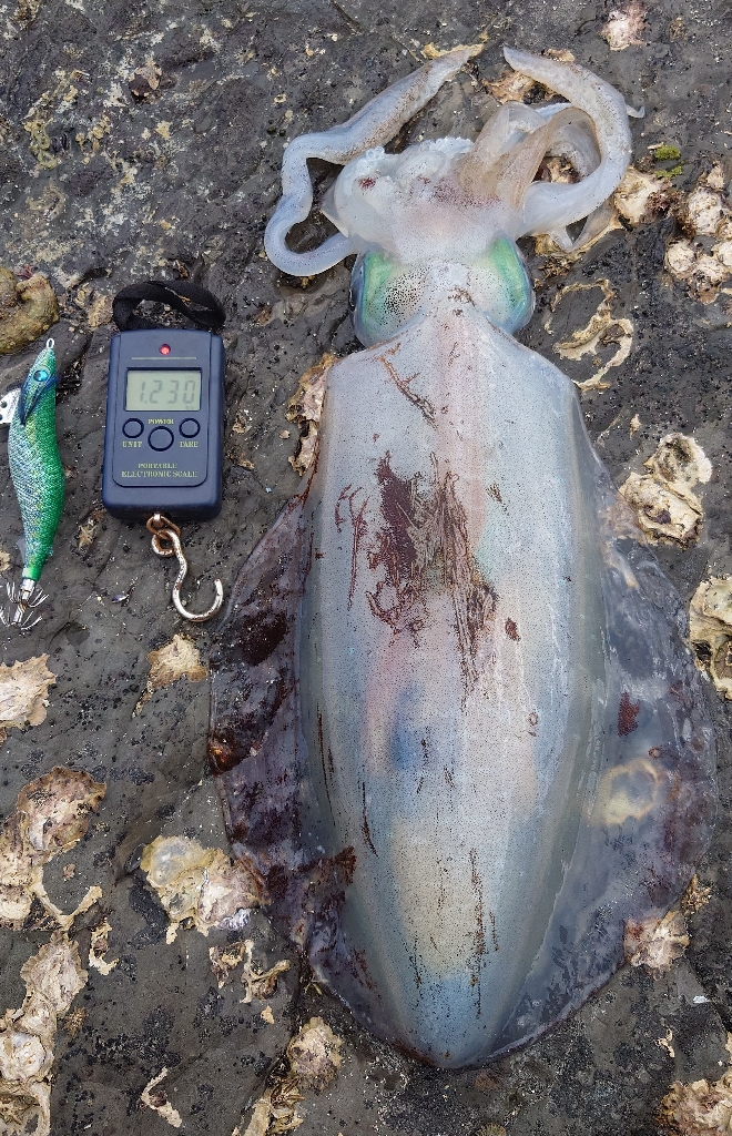 エギングガイドIN対馬