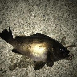 メバルウキ釣り