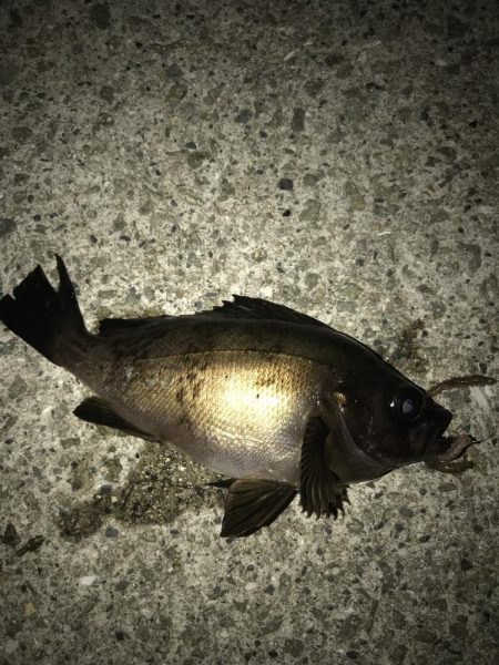 メバルウキ釣り