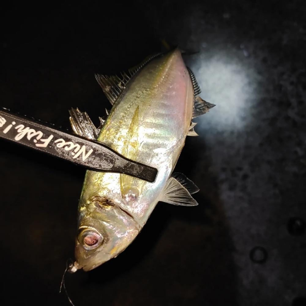 アジング@鹿児島垂水