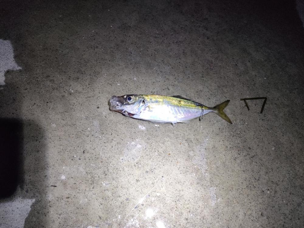 釣り浴が抑えれず…