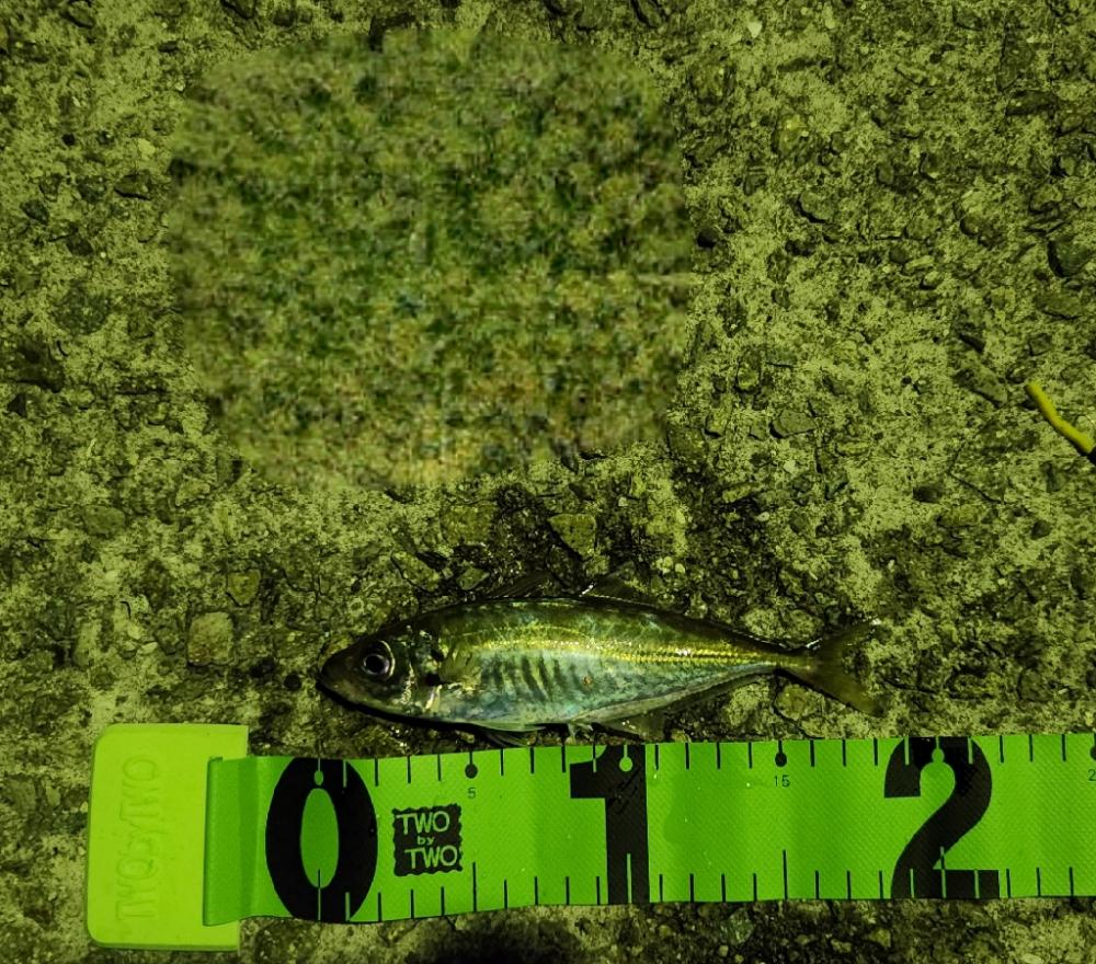 淡路島メバリング