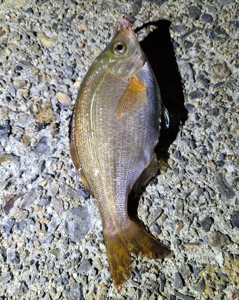 帰省中の魚釣り