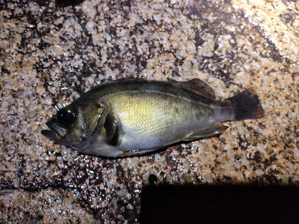 アジはいないがメバルは