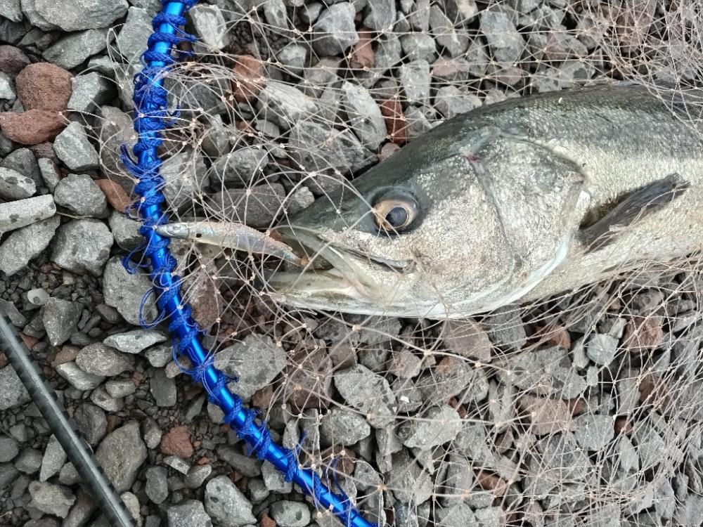 シーバス釣れました!