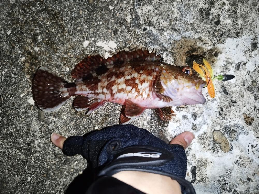 今期初アコウ連発も…