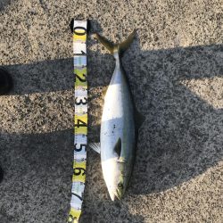 ハマチ68センチ