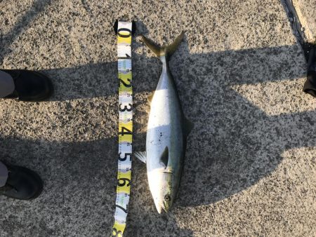 ハマチ68センチ