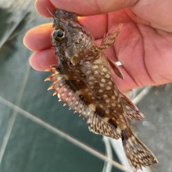 よく引くオオモン!