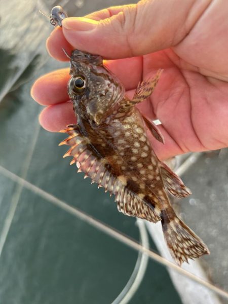 よく引くオオモン!