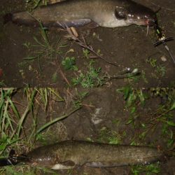 シーズン初釣行 ベストシーズンのナマズトップゲーム