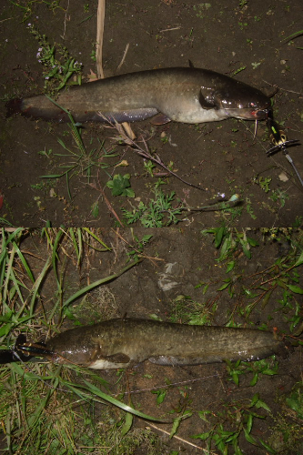 シーズン初釣行 ベストシーズンのナマズトップゲーム