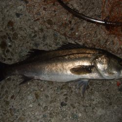 また水潮っぽい渋さ