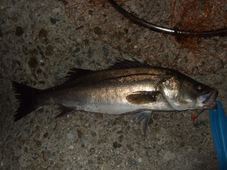 また水潮っぽい渋さ