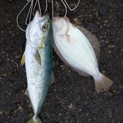 ヒラメ・フクラギ釣れました！