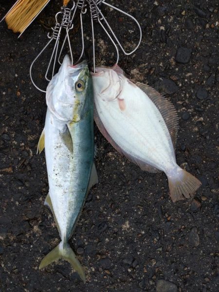 ヒラメ・フクラギ釣れました！