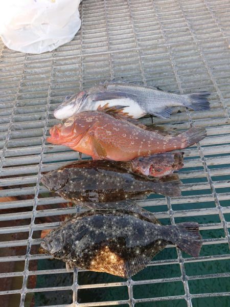 泳がせ釣り満足釣果