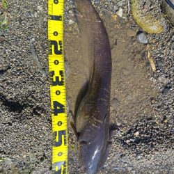 川バス狙い打ち