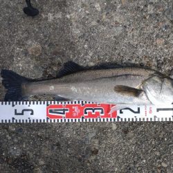 連敗(坊主)阻止