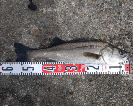 連敗(坊主)阻止