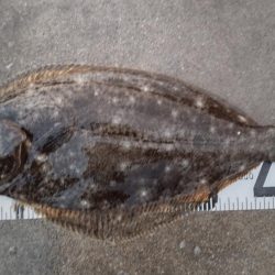 雨上がりのヒラメ