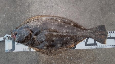 雨上がりのヒラメ