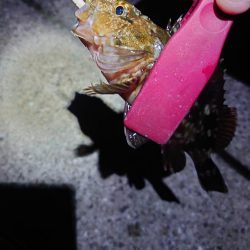 あえ漁港メバリング