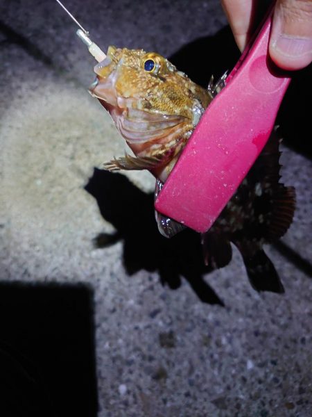 あえ漁港メバリング