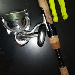 予定外のカマスが釣れました。